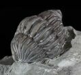 Enrolled Flexicalymene Trilobite In Shale - Ohio #52671-1
